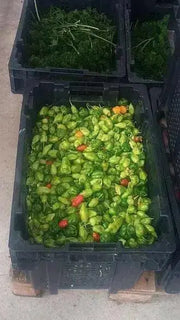 ST.LUCIA SEASONING PEPPER Seeds, Capsicum chinense - Caribbean garden seed