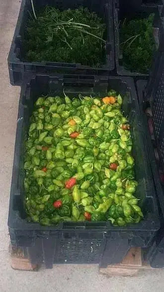 ST.LUCIA SEASONING PEPPER Seeds, Capsicum chinense - Caribbean garden seed