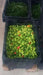ST.LUCIA SEASONING PEPPER Seeds, Capsicum chinense - Caribbean garden seed