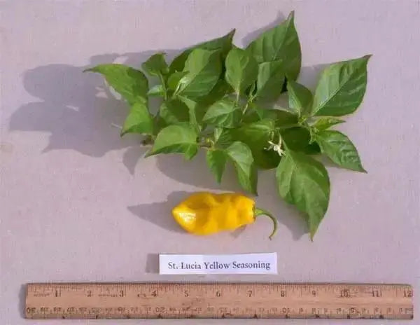 ST.LUCIA SEASONING PEPPER Seeds, Capsicum chinense - Caribbean garden seed