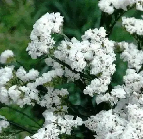 Statice - White - 100 Seeds (Limonium Sinuatum Iceberg) Great For Cut Flowers - Caribbean garden seed