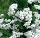 Statice - White - 100 Seeds (Limonium Sinuatum Iceberg) Great For Cut Flowers - Caribbean garden seed