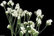 Statice - White - 100 Seeds (Limonium Sinuatum Iceberg) Great For Cut Flowers - Caribbean garden seed