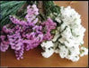 Statice - White - 100 Seeds (Limonium Sinuatum Iceberg) Great For Cut Flowers - Caribbean garden seed