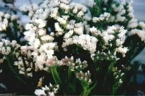 Statice - White - 100 Seeds (Limonium Sinuatum Iceberg) Great For Cut Flowers - Caribbean garden seed