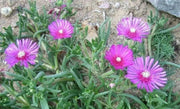 Stardust Flower Seeds, IcePlant ,Succulent - Caribbean garden seed