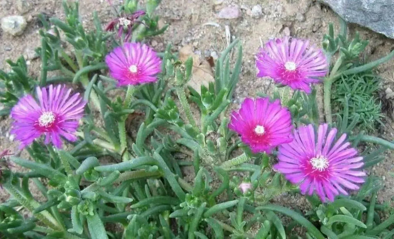 Stardust Flower Seeds, IcePlant ,Succulent - Caribbean garden seed