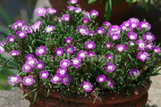 Stardust Flower Seeds, IcePlant ,Succulent - Caribbean garden seed