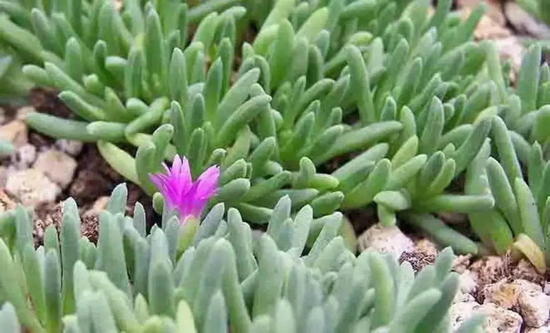 Stardust Flower Seeds, IcePlant ,Succulent - Caribbean garden seed