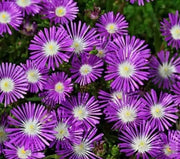 Stardust Flower Seeds, IcePlant ,Succulent - Caribbean garden seed