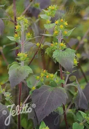 st. paul's wort (SIEGESBECKIA pubescens) HERB SEEDS - Caribbean garden seed