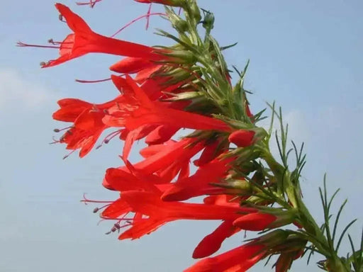 Standing Cypress FLOWERS Seeds - Caribbean garden seed