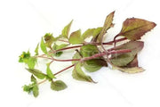 st. paul's wort (SIEGESBECKIA pubescens) HERB SEEDS - Caribbean garden seed