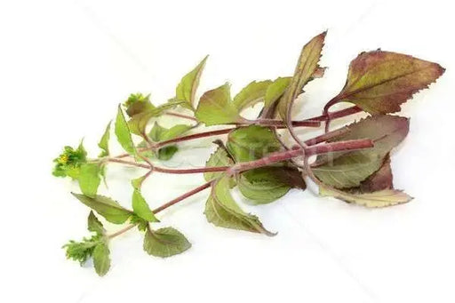 st. paul's wort (SIEGESBECKIA pubescens) HERB SEEDS - Caribbean garden seed