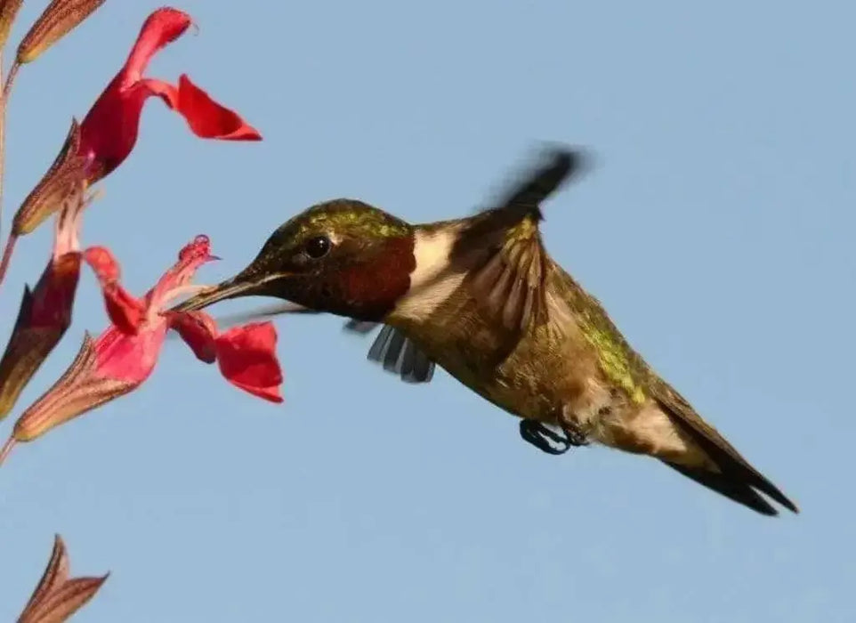 Standing Cypress FLOWERS Seeds - Caribbean garden seed