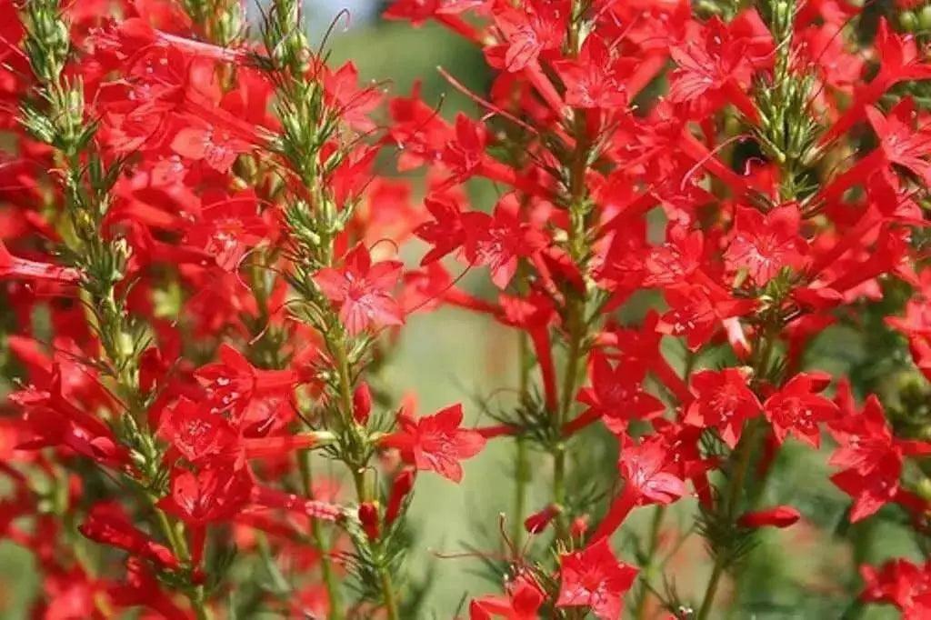 Standing Cypress FLOWERS Seeds - Caribbean garden seed