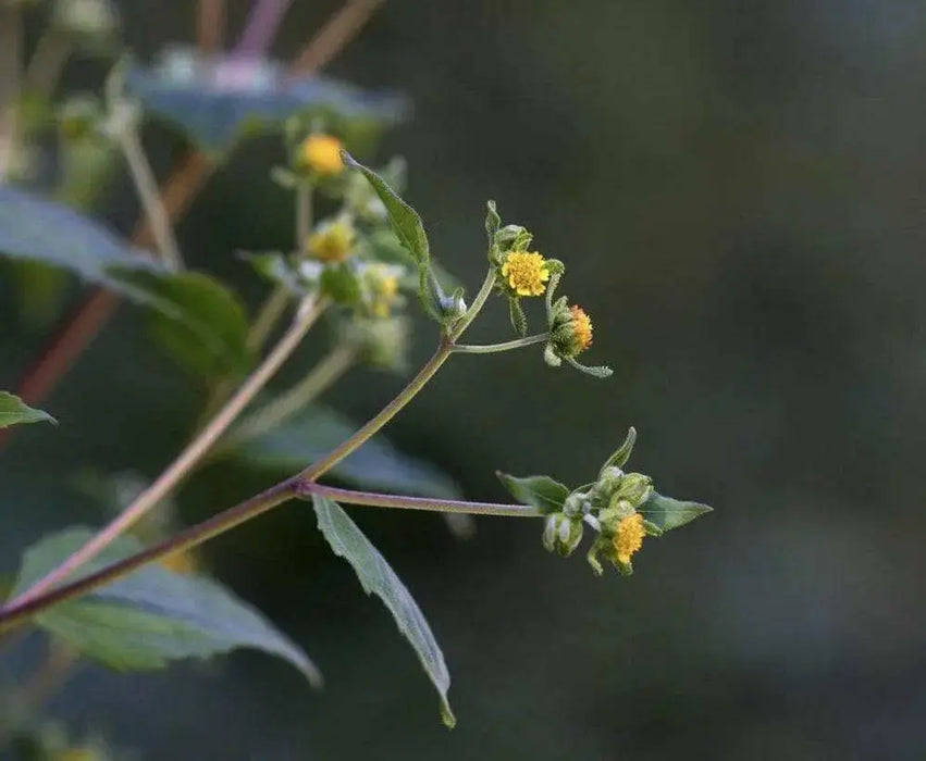 st. paul's wort (SIEGESBECKIA pubescens) HERB SEEDS - Caribbean garden seed
