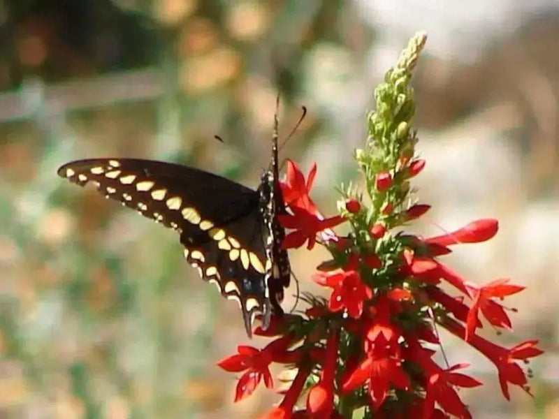 Standing Cypress FLOWERS Seeds - Caribbean garden seed