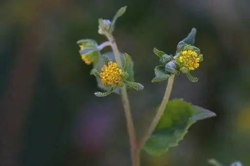 st. paul's wort (SIEGESBECKIA pubescens) HERB SEEDS - Caribbean garden seed