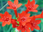 Standing Cypress FLOWERS Seeds - Caribbean garden seed