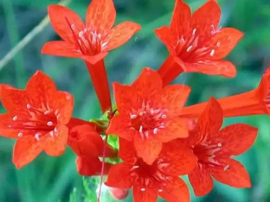 Standing Cypress FLOWERS Seeds - Caribbean garden seed