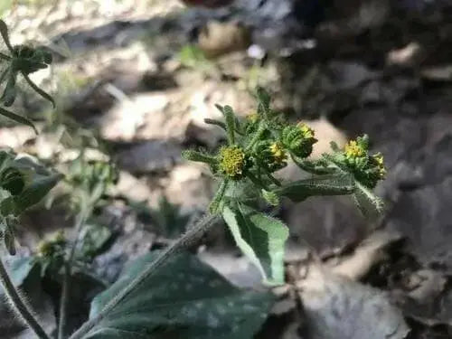 st. paul's wort (SIEGESBECKIA pubescens) HERB SEEDS - Caribbean garden seed