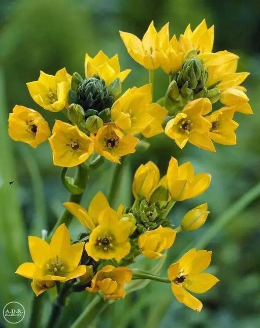 Star of Bethlehem, dubium (YELLOW) ,flowers bulb - Caribbean garden seed