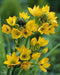 Star of Bethlehem, dubium (YELLOW) ,flowers bulb - Caribbean garden seed