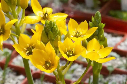 Star of Bethlehem, dubium (YELLOW) ,flowers bulb - Caribbean garden seed