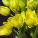 Star of Bethlehem, dubium (YELLOW) ,flowers bulb - Caribbean garden seed