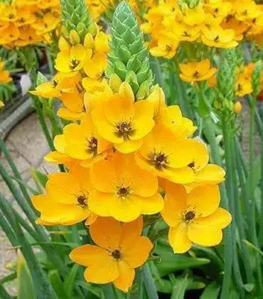 Star of Bethlehem, dubium (YELLOW) ,flowers bulb - Caribbean garden seed
