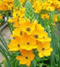 Star of Bethlehem, dubium (YELLOW) ,flowers bulb - Caribbean garden seed