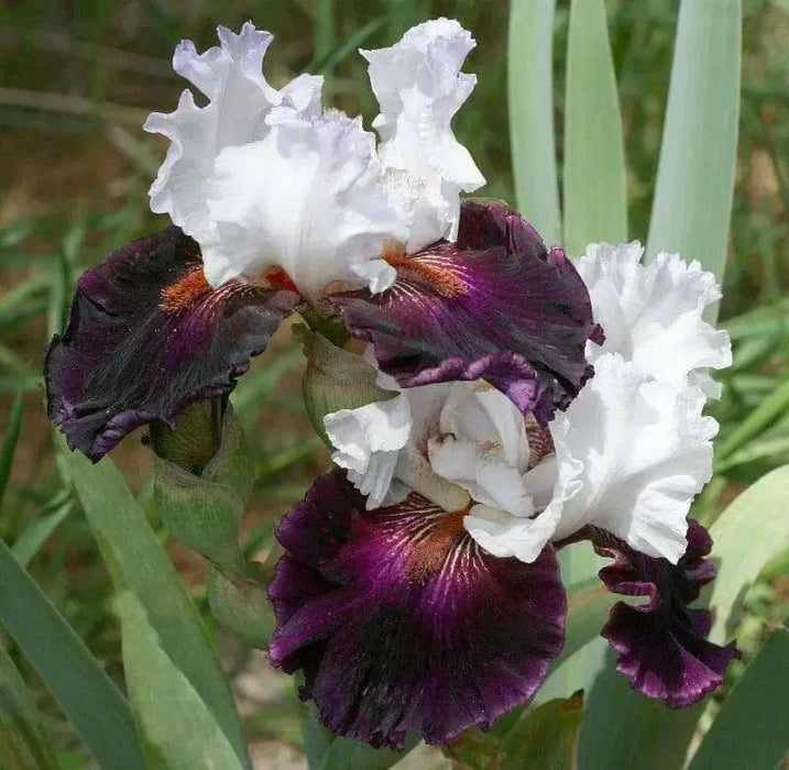 STARRING,Tall Bearded Iris, BAREROOT Plants, Iris Germanica - Caribbean garden seed