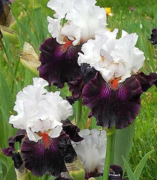 STARRING,Tall Bearded Iris, BAREROOT Plants, Iris Germanica - Caribbean garden seed