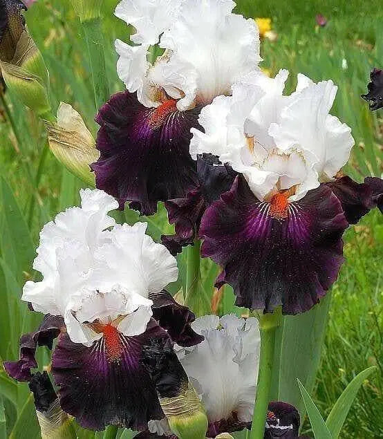 STARRING,Tall Bearded Iris, BAREROOT Plants, Iris Germanica - Caribbean garden seed