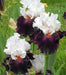 STARRING,Tall Bearded Iris, BAREROOT Plants, Iris Germanica - Caribbean garden seed