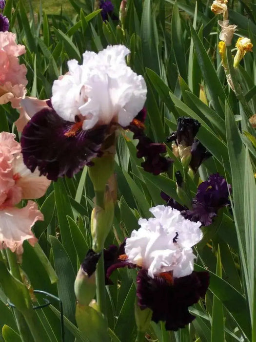 STARRING,Tall Bearded Iris, BAREROOT Plants, Iris Germanica - Caribbean garden seed