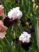 STARRING,Tall Bearded Iris, BAREROOT Plants, Iris Germanica - Caribbean garden seed