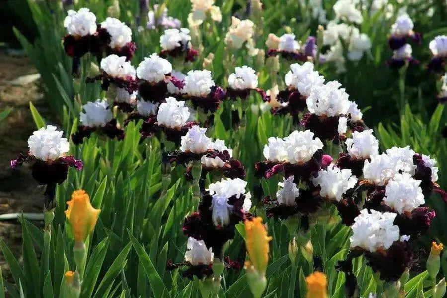STARRING,Tall Bearded Iris, BAREROOT Plants, Iris Germanica - Caribbean garden seed