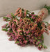Statice Seed ( SUNSET Mix) ANNUAL Flowers ! - Caribbean garden seed