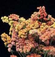 Statice Seed ( SUNSET Mix) ANNUAL Flowers ! - Caribbean garden seed