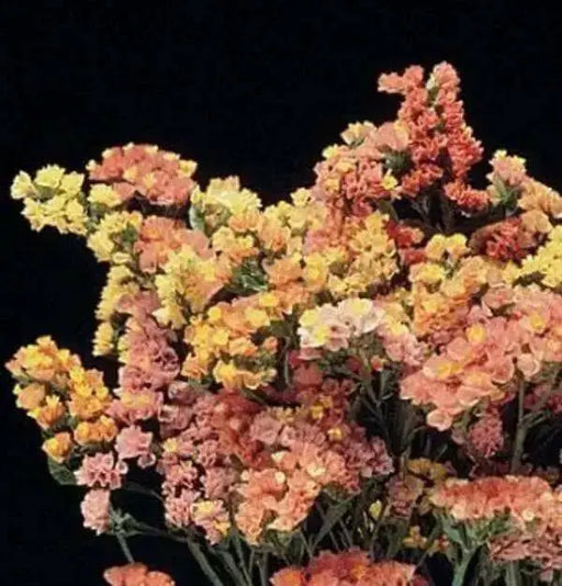 Statice Seed ( SUNSET Mix) ANNUAL Flowers ! - Caribbean garden seed