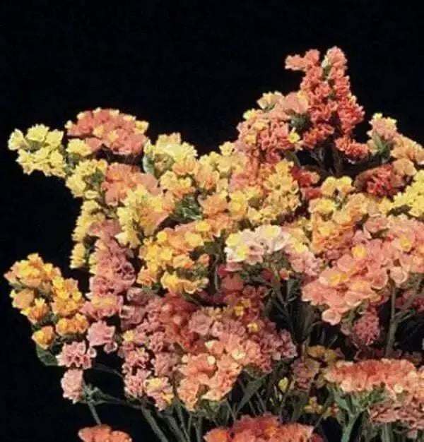 Statice Seed ( SUNSET Mix) ANNUAL Flowers ! - Caribbean garden seed