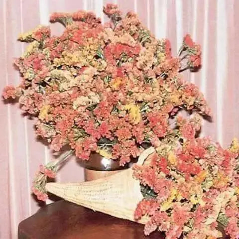 Statice Seed ( SUNSET Mix) ANNUAL Flowers ! - Caribbean garden seed