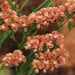 Statice Seeds - Apricot (Limonium Sinuatum Apricot Beauty) Great For Cut Flowers ! - Caribbean garden seed