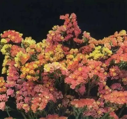 Statice Seeds - Apricot (Limonium Sinuatum Apricot Beauty) 100 Seeds ! - Caribbean garden seed