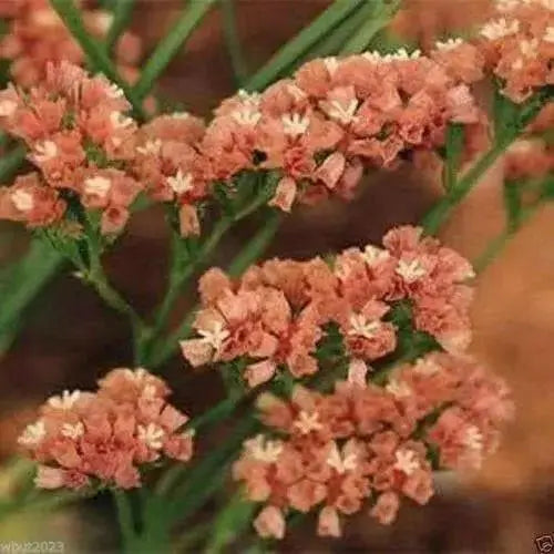 Statice Seeds - Apricot (Limonium Sinuatum Apricot Beauty) 100 Seeds ! - Caribbean garden seed