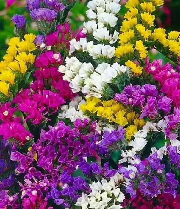 Statice Pacific Mixed, flowers seeds, annual - Caribbean garden seed