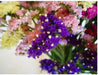 Statice Pacific Mixed, flowers seeds, annual - Caribbean garden seed