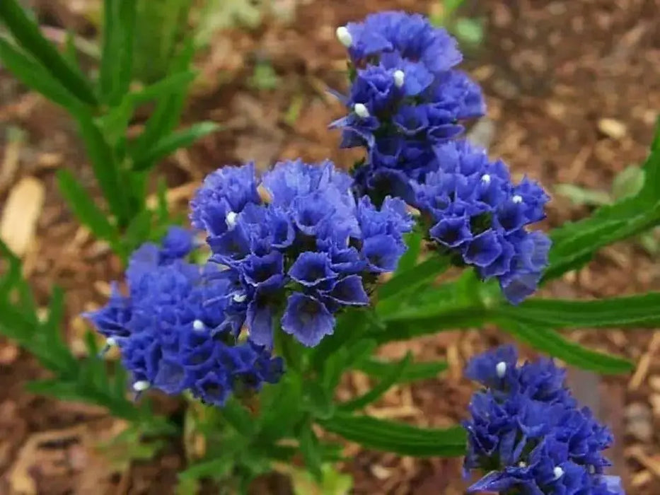 STATICE SEEDS - Midnight Blue - ANNUAL FLOWERS - Caribbean garden seed